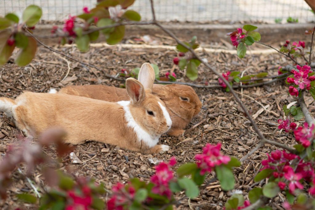 Two rabbits amongst pink flowers, Spitalfields City Farm, Bethnal Green