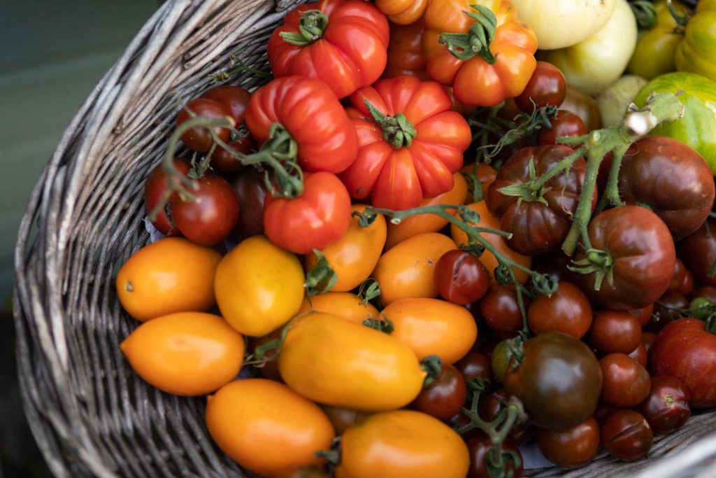A basket of colourful heritage tomatoes, sold at Spitalfields City Farm shop, Bethnal Green