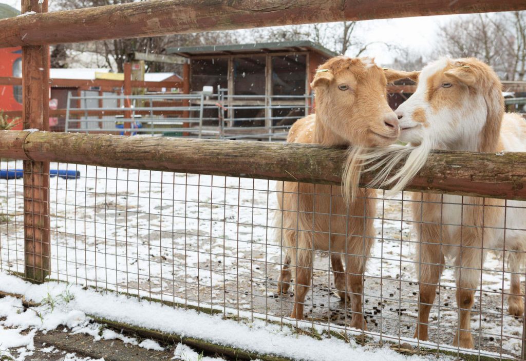 Two goats cuddling together in the snow, Spitalfields City Farm, Bethnal Green